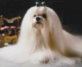 /album/ra%c3%a7as%20de%20cachorros%20%2c%20%28%3a/malt%c3%aas%202-jpg/